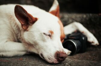 pet camera