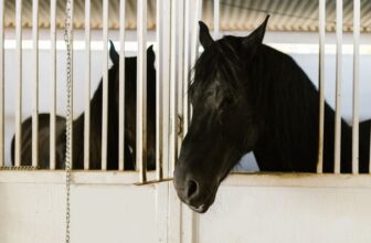 horse stable surveillance