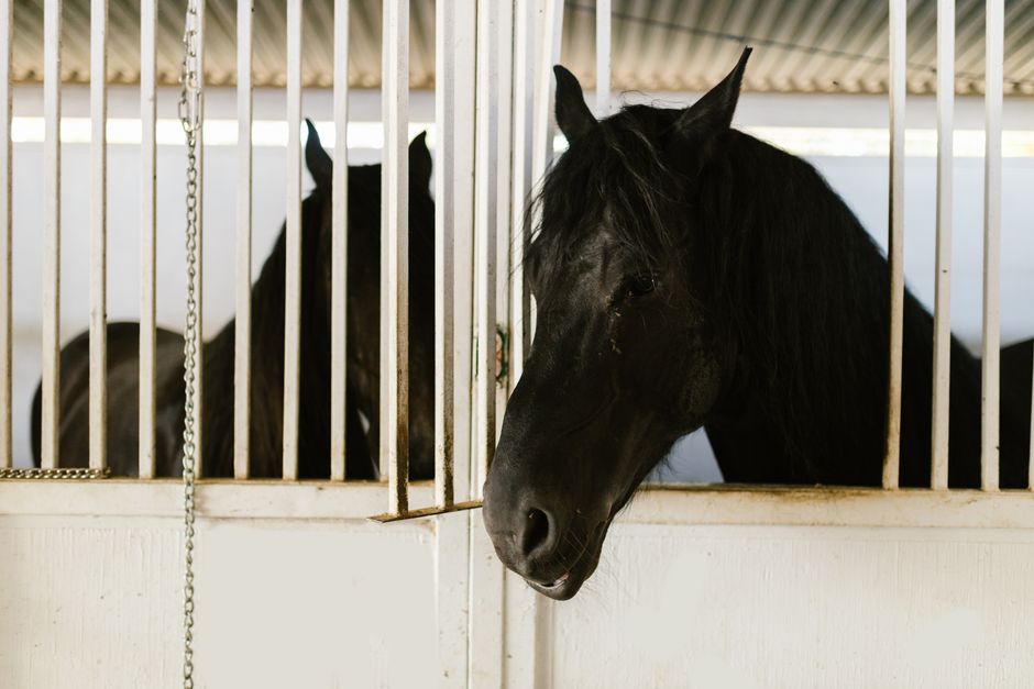 horse stable surveillance