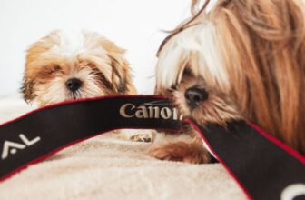 pet monitoring camera dog