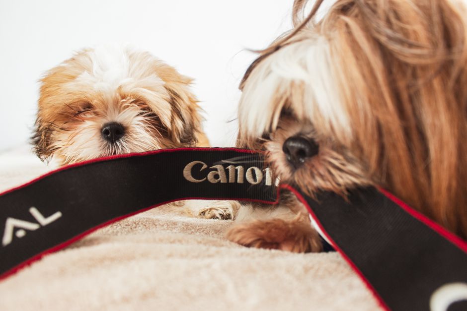 pet monitoring camera dog
