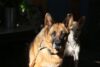 pet security camera dog