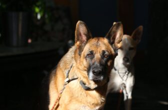 pet security camera dog