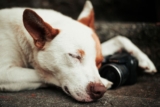 Caméra de surveillance pour animaux de compagnie : guide complet 2026